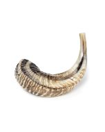 Natural Finish Shofar: Small