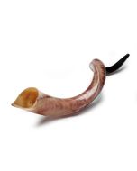 Yemenite Shofar: Large
