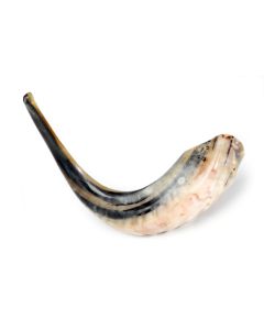 Polished Surface Shofar: Medium