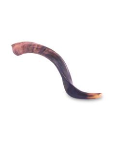 Yemenite Shofar: Extra-Large