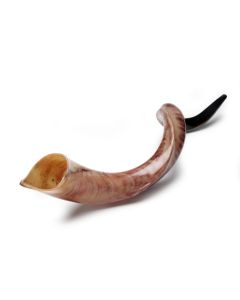 Yemenite Shofar: Large